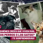 Gatos vs Perros: Explorando 10 Diferencias Fundamentales