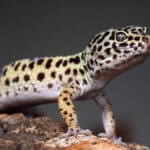 Gecko vs Lagarto: Descubre las 10 Diferencias Fundamentales