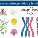 Genotipo vs Fenotipo: Descubre las 10 Diferencias Clave