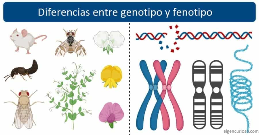 Genotipo Vs Fenotipo Descubre Las 10 Diferencias Clave Diferenciass 