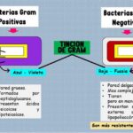 Gram-positivas vs Gram-negativas: 7 diferencias