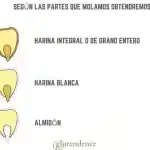 Integral vs Trigo Entero: Descubre las 6 Diferencias Clave