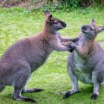 Kangaroo vs Wallaby: Descubre las 5 diferencias clave