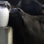 Leche de Búfalo o de Vaca 10 Diferencias Clave