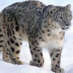 Leopardo Vs. Leopardo de las Nieves: 7 Diferencias Cruciales