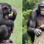 Mono vs Simio: Descubre las 8 Diferencias Clave entre Ellos