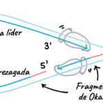 Nucleósido vs Nucleótido: Descubre sus 5 Diferencias Clave