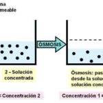 Osmosis vs. Difusión: cuál mueve más concentraciones