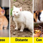 Pelo vs. Pelaje: Descubre las Diferencias Clave en Animales