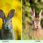 Rabbits vs Hares: Descubre las 10 diferencias fundamentales