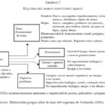 Sexo y Género: Descubre las 10 diferencias fundamentales