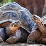 Tortuga vs Tortuga: Descubre las 10 diferencias clave