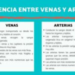 Venas y Arterias: Descubre las 10 Diferencias Fundamentales