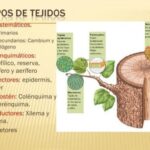 Xilema vs Floema: Descubre las 5 Diferencias Esenciales